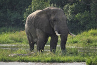 Uganda Tourist eVisa