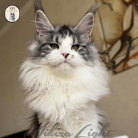 Maine Coon Kittens for Sale in Oregon | NW Coonies
